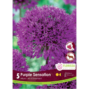 Allium - Purple Sensation Bulbs, 5 Pack