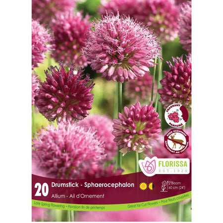 Allium - Sphaerocephalon Bulbs, 20 Pack