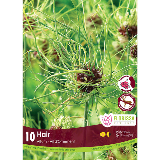 Allium - Hair Bulbs, 10 Pack
