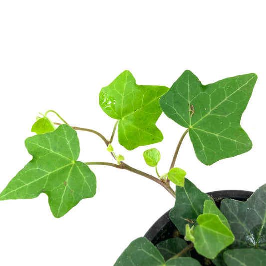 Potted Annual, 4in, Ivy - Floral Acres Greenhouse & Garden Centre