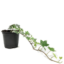 Load image into Gallery viewer, Annual, 4in, Ivy
