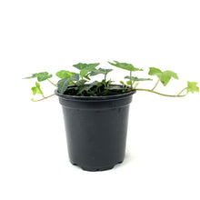 Load image into Gallery viewer, Potted Annual, 4in, Ivy - Floral Acres Greenhouse &amp; Garden Centre
