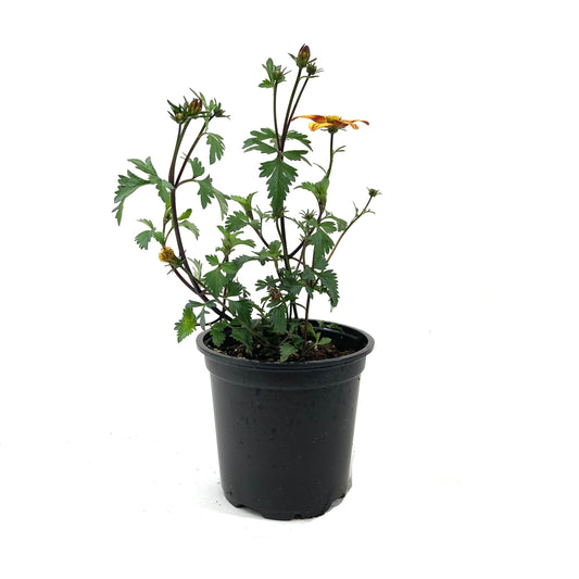 Potted Annual, 4in, Bidens - Floral Acres Greenhouse & Garden Centre
