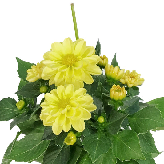 Annual, 4in, Dahlia