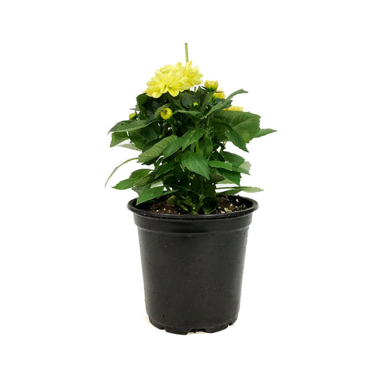 Annual, 4in, Dahlia