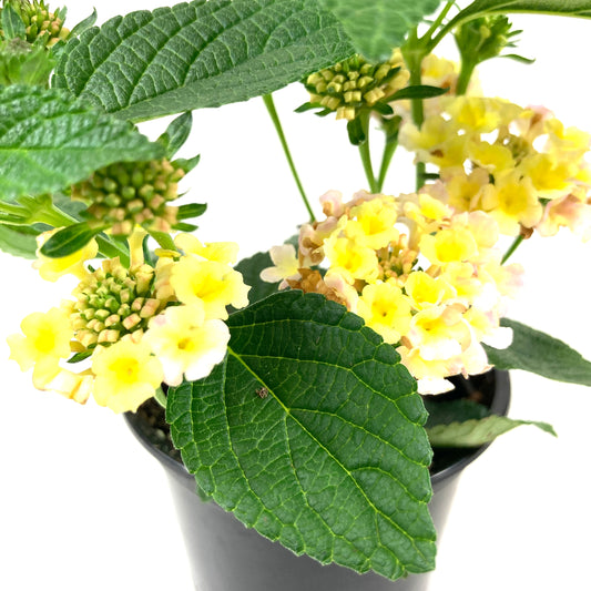 Potted Annual, 4in, Lantana - Floral Acres Greenhouse & Garden Centre
