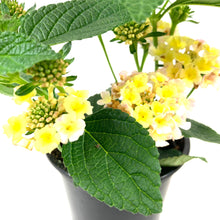 Load image into Gallery viewer, Potted Annual, 4in, Lantana - Floral Acres Greenhouse &amp; Garden Centre
