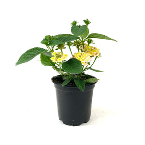 Potted Annual, 4in, Lantana - Floral Acres Greenhouse & Garden Centre