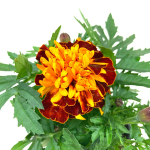 Potted Annual, 4in, Marigold - Floral Acres Greenhouse & Garden Centre