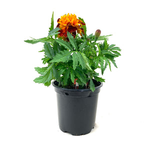 Potted Annual, 4in, Marigold - Floral Acres Greenhouse & Garden Centre
