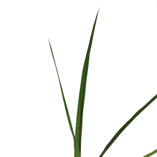 Annual, 4in, Dracaena