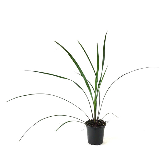Potted Annual, 4in, Dracaena - Floral Acres Greenhouse & Garden Centre