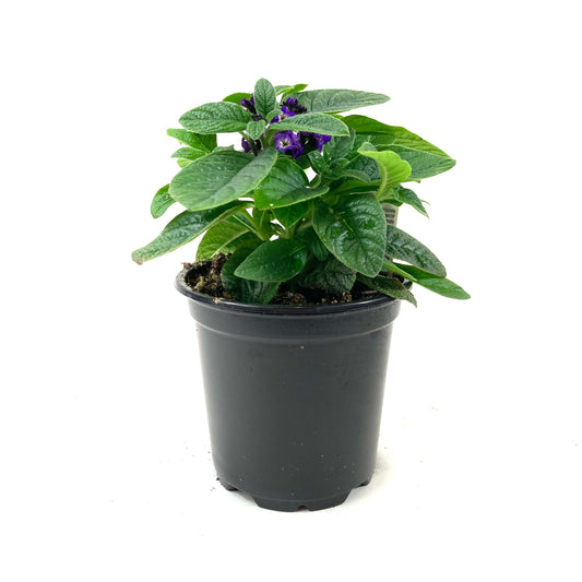 Potted Annual, 4in, Heliotrope - Floral Acres Greenhouse & Garden Centre