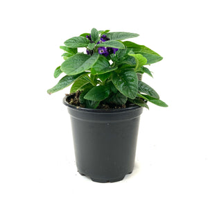 Potted Annual, 4in, Heliotrope - Floral Acres Greenhouse & Garden Centre