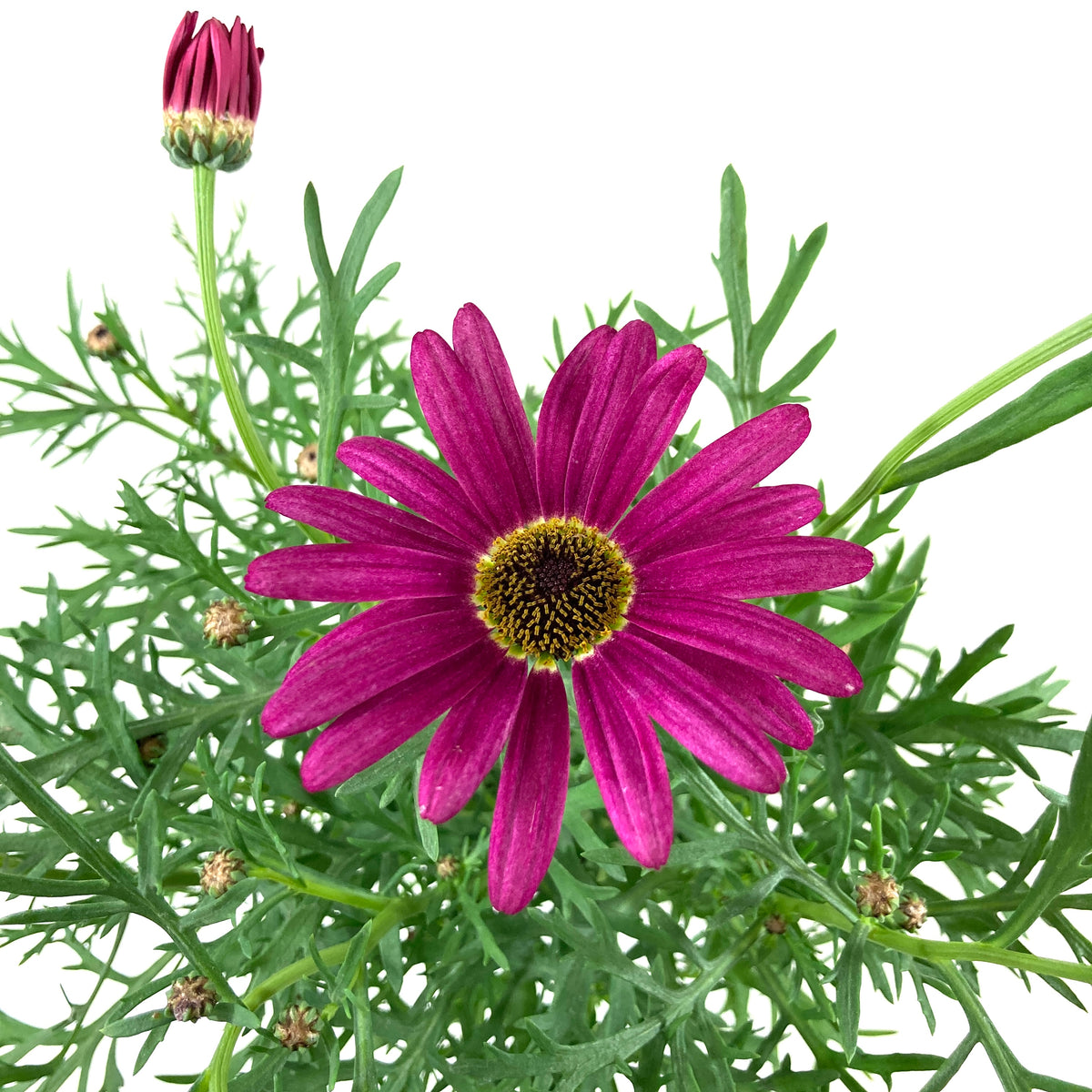 Potted Annual, 5in, Argyranthemum - Floral Acres Greenhouse & Garden Centre