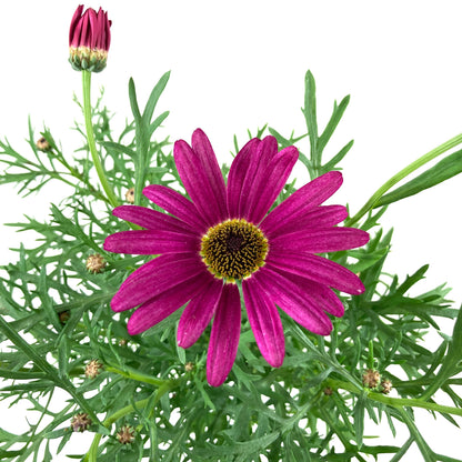 Potted Annual, 5in, Argyranthemum - Floral Acres Greenhouse & Garden Centre