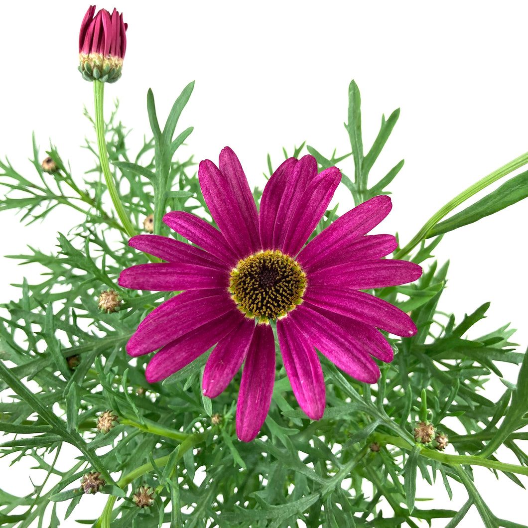 Potted Annual, 5in, Argyranthemum - Floral Acres Greenhouse & Garden Centre