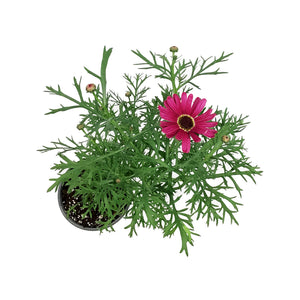Potted Annual, 5in, Argyranthemum