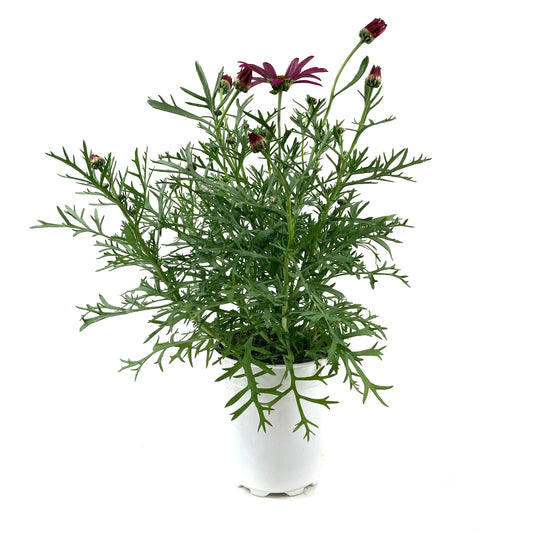 Potted Annual, 5in, Argyranthemum - Floral Acres Greenhouse & Garden Centre