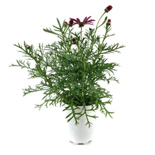 Load image into Gallery viewer, Potted Annual, 5in, Argyranthemum - Floral Acres Greenhouse &amp; Garden Centre
