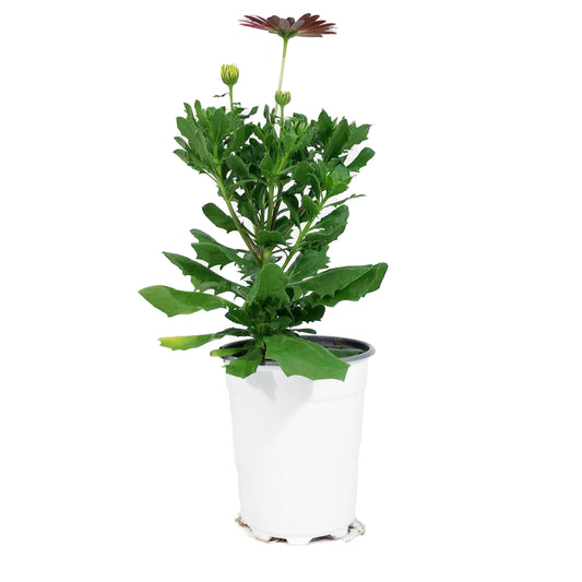 Annual, 5in, Osteospermum