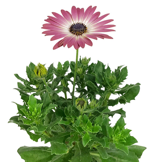 Annual, 5in, Osteospermum