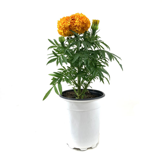 Potted Annual, 5in, Marigold - Floral Acres Greenhouse & Garden Centre