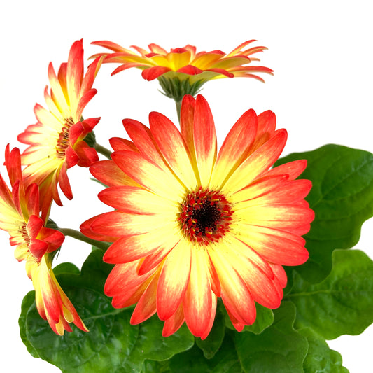 Potted Annual, 5in, Gerbera - Floral Acres Greenhouse & Garden Centre