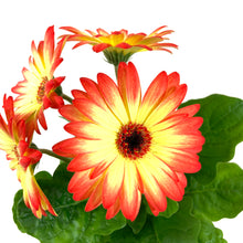 Load image into Gallery viewer, Potted Annual, 5in, Gerbera - Floral Acres Greenhouse &amp; Garden Centre
