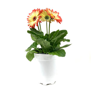 Potted Annual, 5in, Gerbera - Floral Acres Greenhouse & Garden Centre