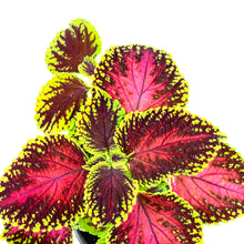 Load image into Gallery viewer, Potted Annual, 5in, Coleus - Floral Acres Greenhouse &amp; Garden Centre
