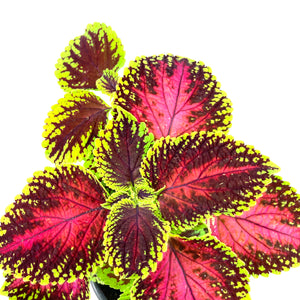 Potted Annual, 5in, Coleus - Floral Acres Greenhouse & Garden Centre