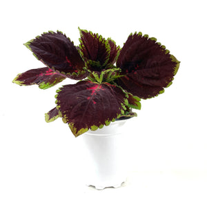 Potted Annual, 5in, Coleus - Floral Acres Greenhouse & Garden Centre