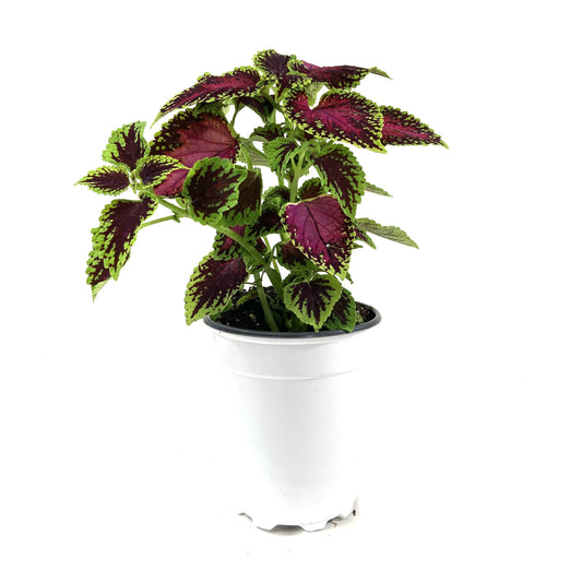 Potted Annual, 5in, Coleus - Floral Acres Greenhouse & Garden Centre