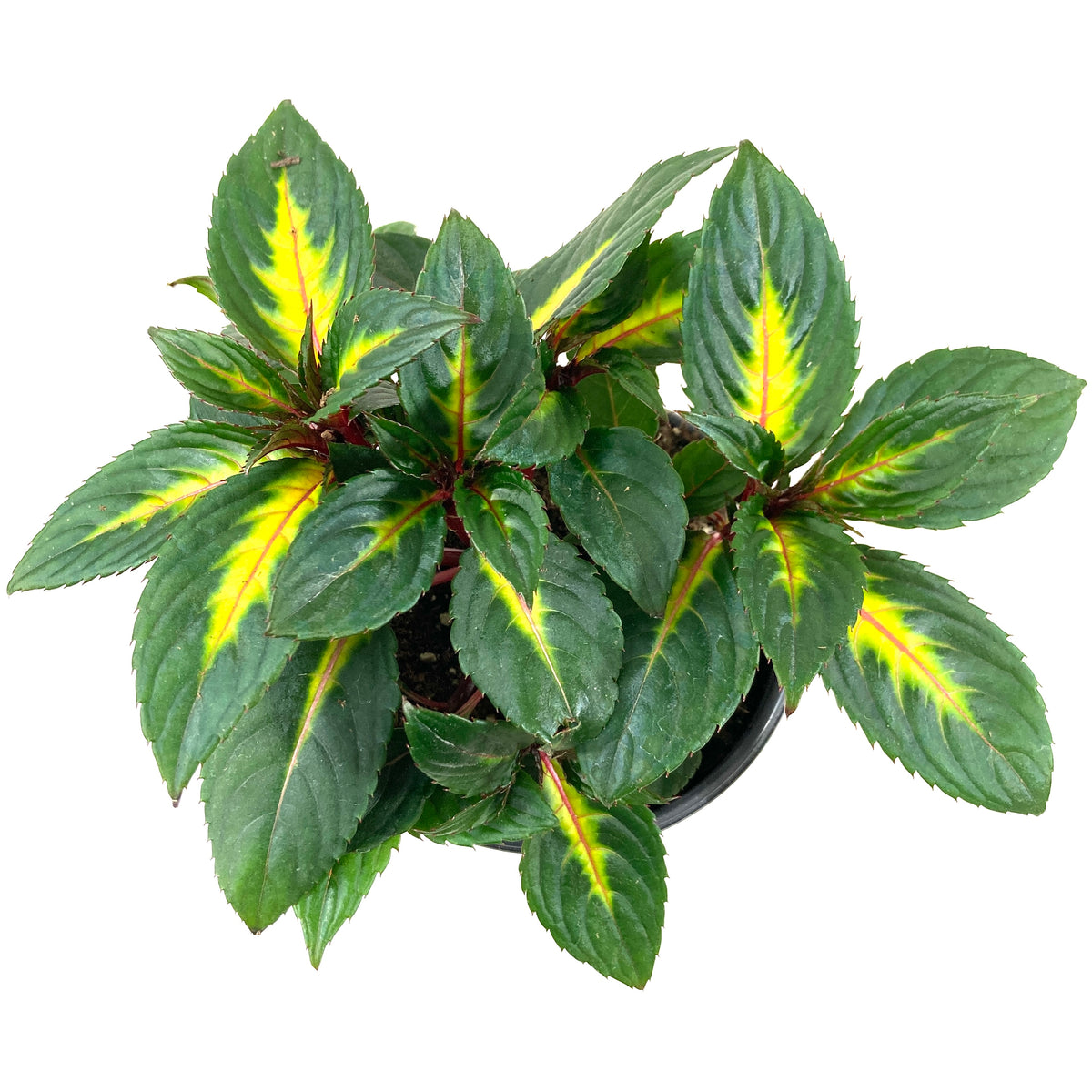 Potted Annual, 5in, Impatiens - Floral Acres Greenhouse & Garden Centre