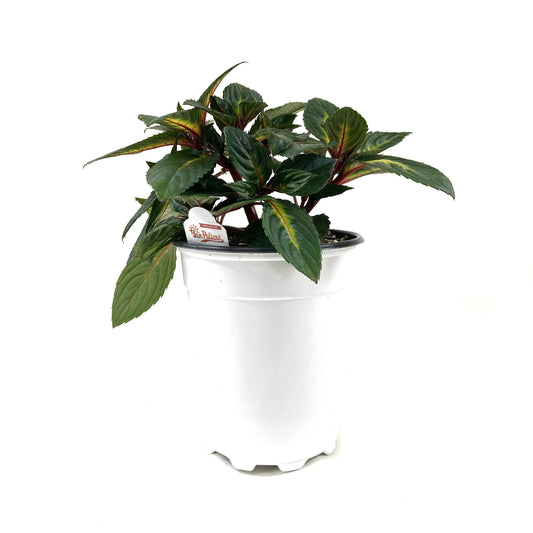 Annual, 5in, Impatiens