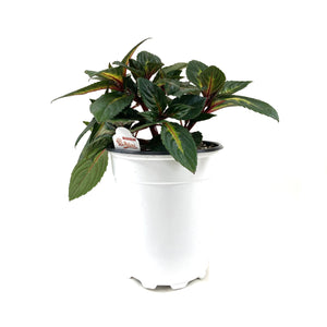 Potted Annual, 5in, Impatiens - Floral Acres Greenhouse & Garden Centre
