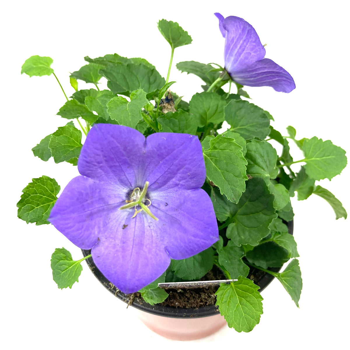 Perennial, 4in, Carpathian Bellflower - Floral Acres Greenhouse & Garden Centre
