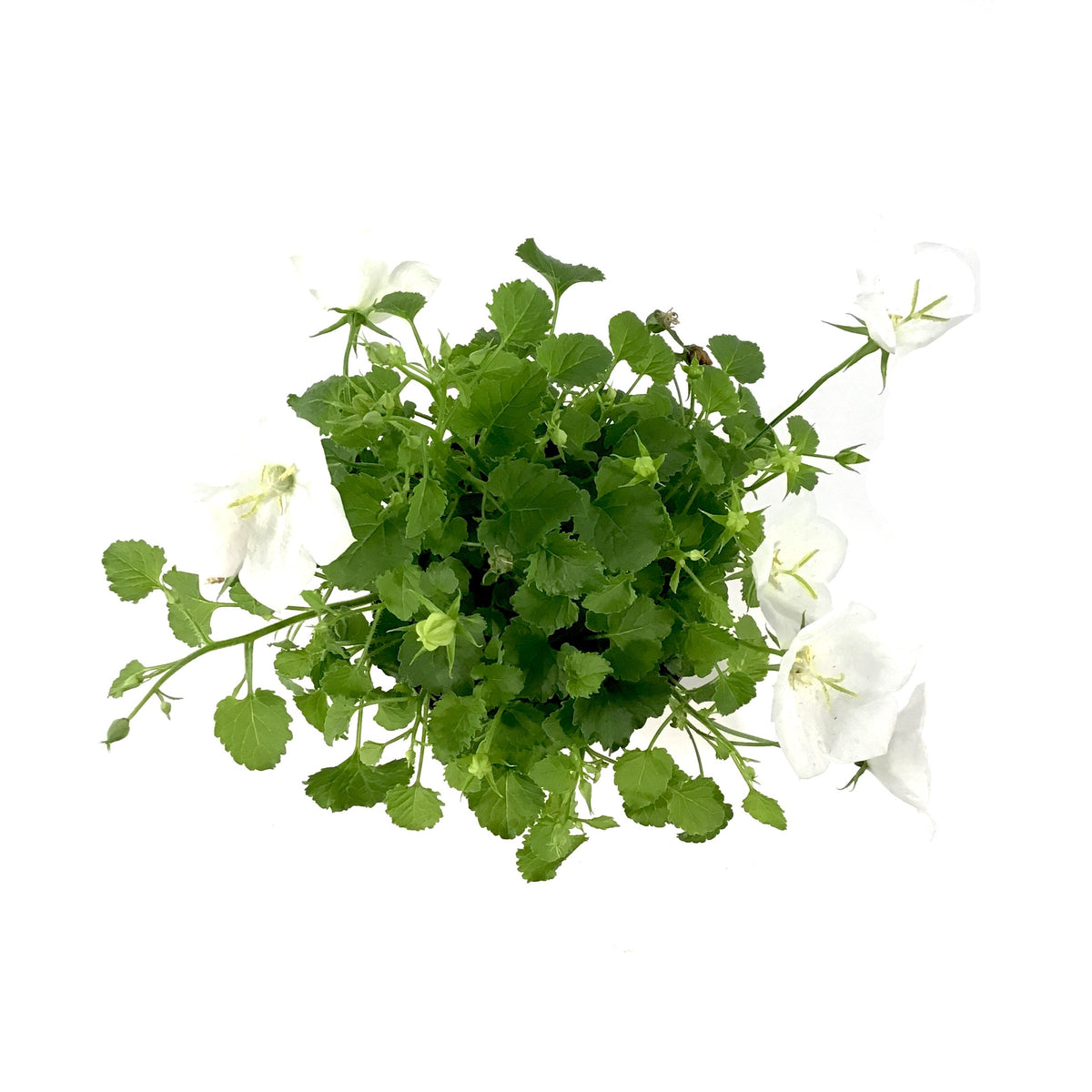 Perennial, 4in, Carpathian Bellflower - Floral Acres Greenhouse & Garden Centre