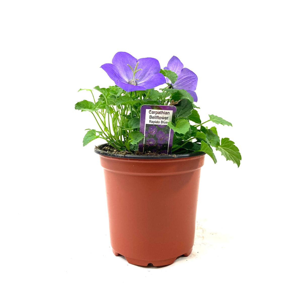Perennial, 4in, Carpathian Bellflower - Floral Acres Greenhouse & Garden Centre