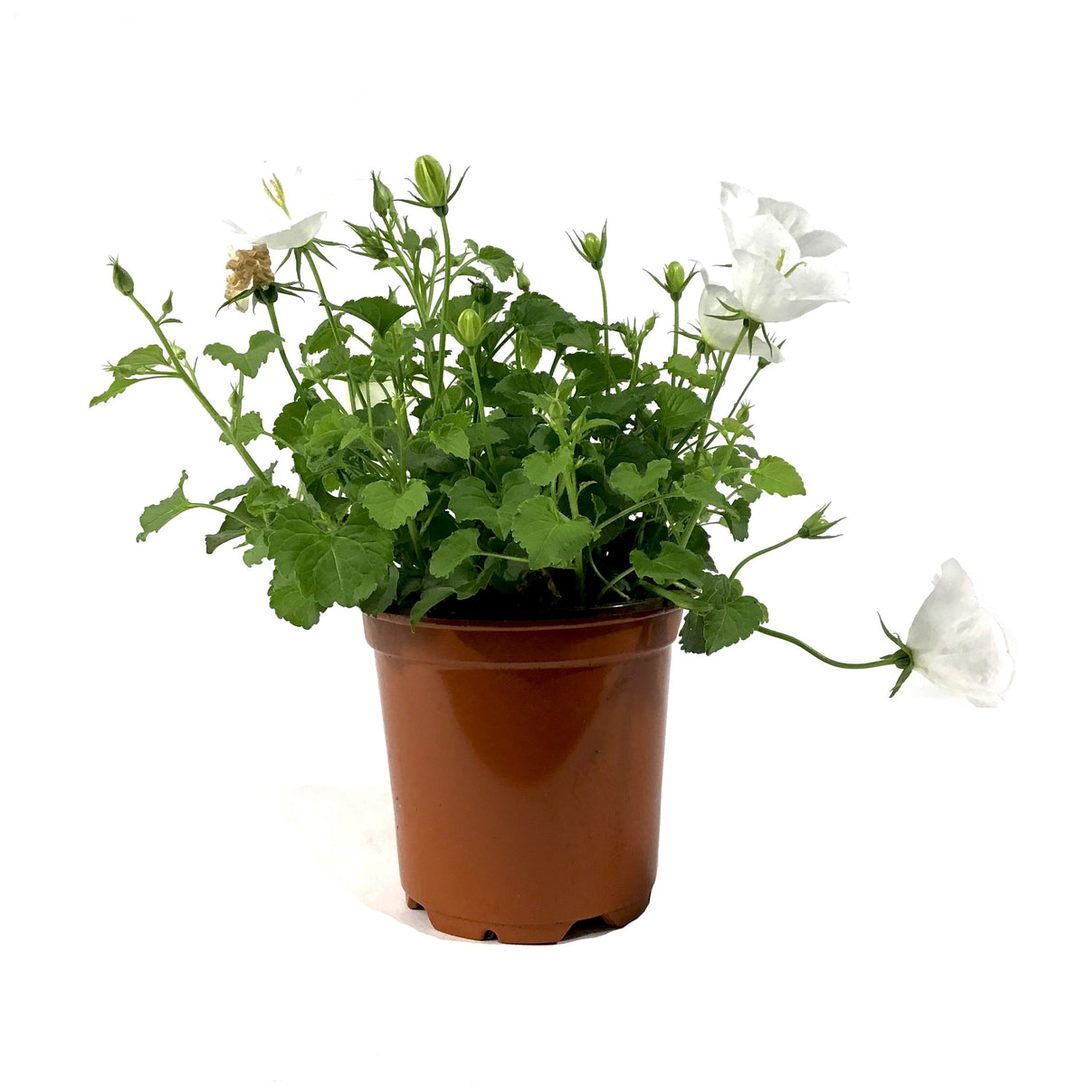 Perennial, 4in, Carpathian Bellflower - Floral Acres Greenhouse & Garden Centre