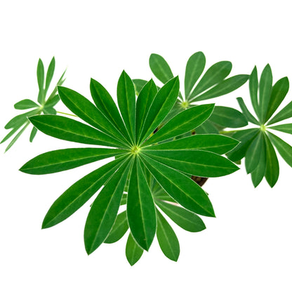 Perennial, 4in, Lupine - Floral Acres Greenhouse & Garden Centre