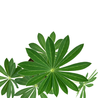 Perennial, 4in, Lupine - Floral Acres Greenhouse & Garden Centre