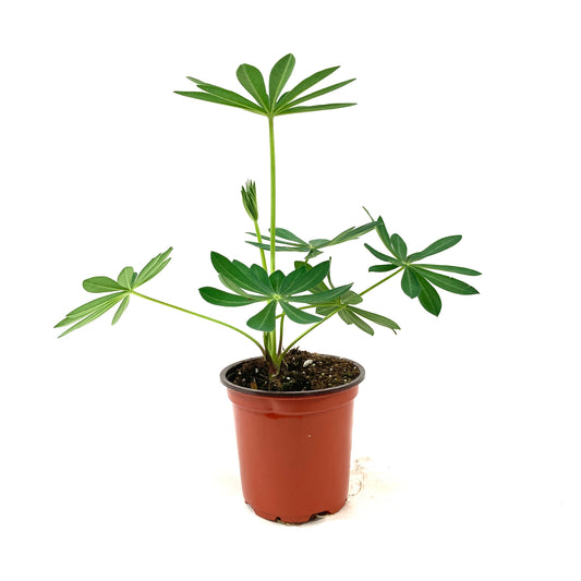 Perennial, 4in, Lupine - Floral Acres Greenhouse & Garden Centre