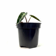Load image into Gallery viewer, Alocasia, 4in, Bambino - Floral Acres Greenhouse &amp; Garden Centre
