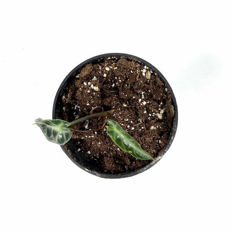 Alocasia, 4in, Bambino - Floral Acres Greenhouse & Garden Centre