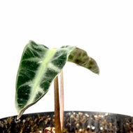 Alocasia, 4in, Bambino - Floral Acres Greenhouse & Garden Centre