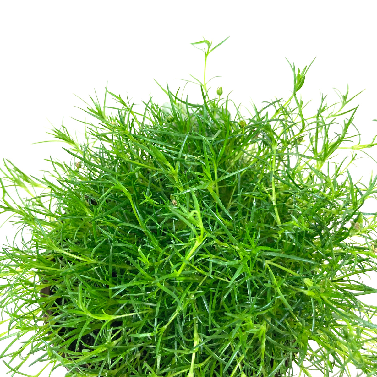 Perennial, 4in, Irish Moss - Floral Acres Greenhouse & Garden Centre