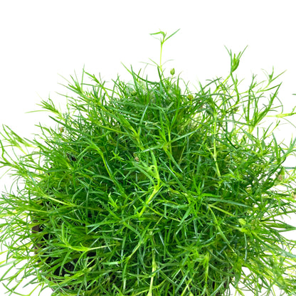 Perennial, 4in, Irish Moss - Floral Acres Greenhouse & Garden Centre