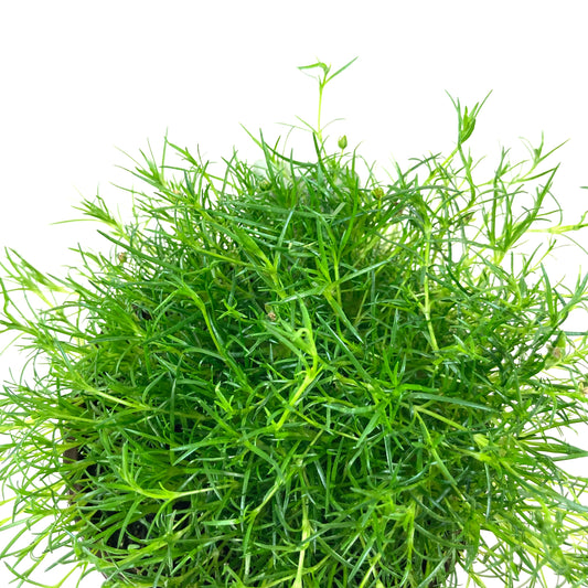 Perennial, 4in, Irish Moss - Floral Acres Greenhouse & Garden Centre